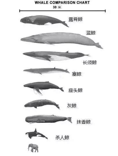 鯨魚花風水 硃砂種類